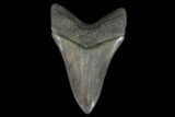 Serrated, Fossil Megalodon Tooth - Georgia #95490-2